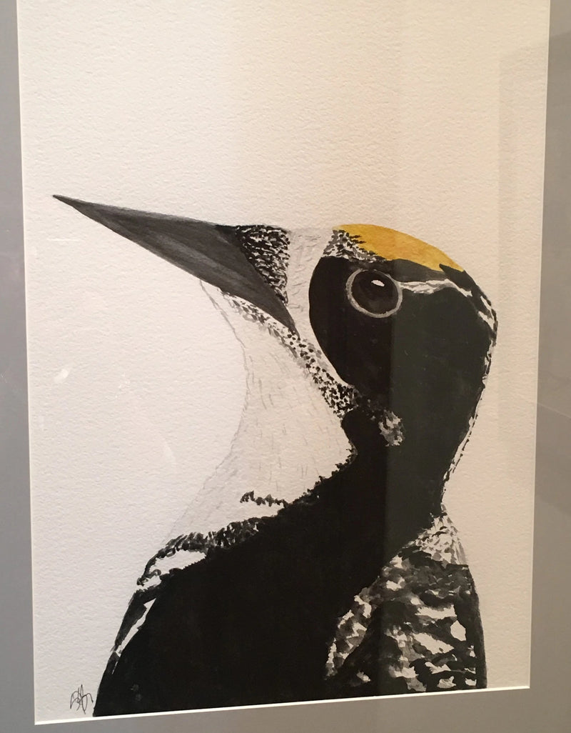 American Three-toed Woodpecker, 21x27"