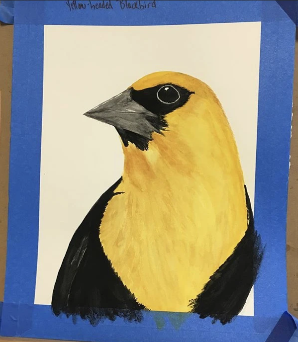 Yellow-headed Blackbird, 23x27"
