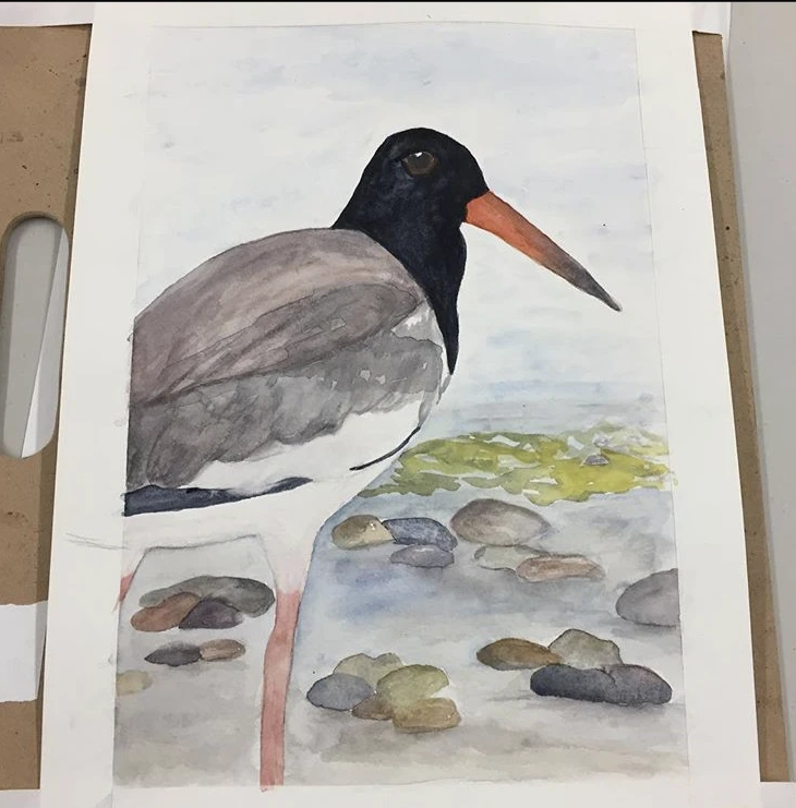 American Oystercatcher, 13x16"