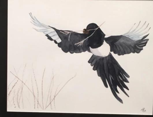 Black-billed Magpie, 19x23"