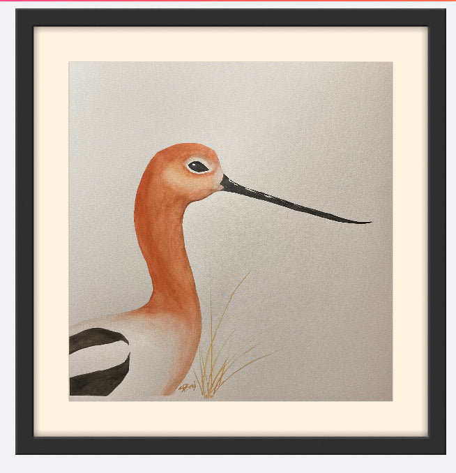Avocet