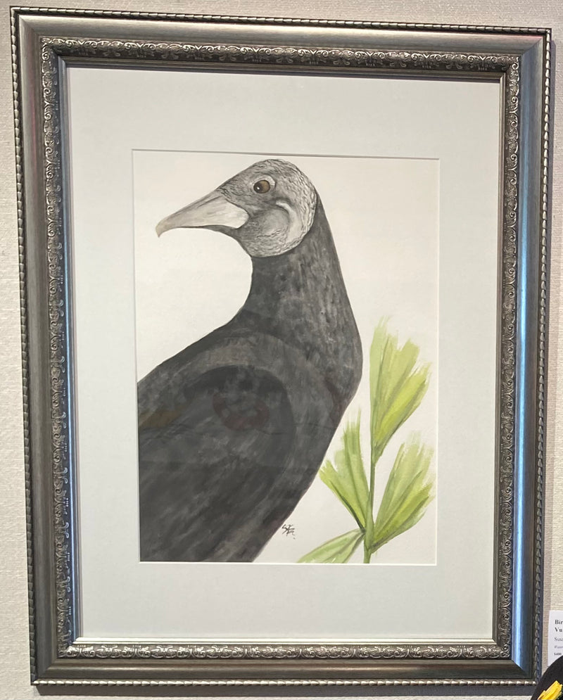 Florida Black Vulture