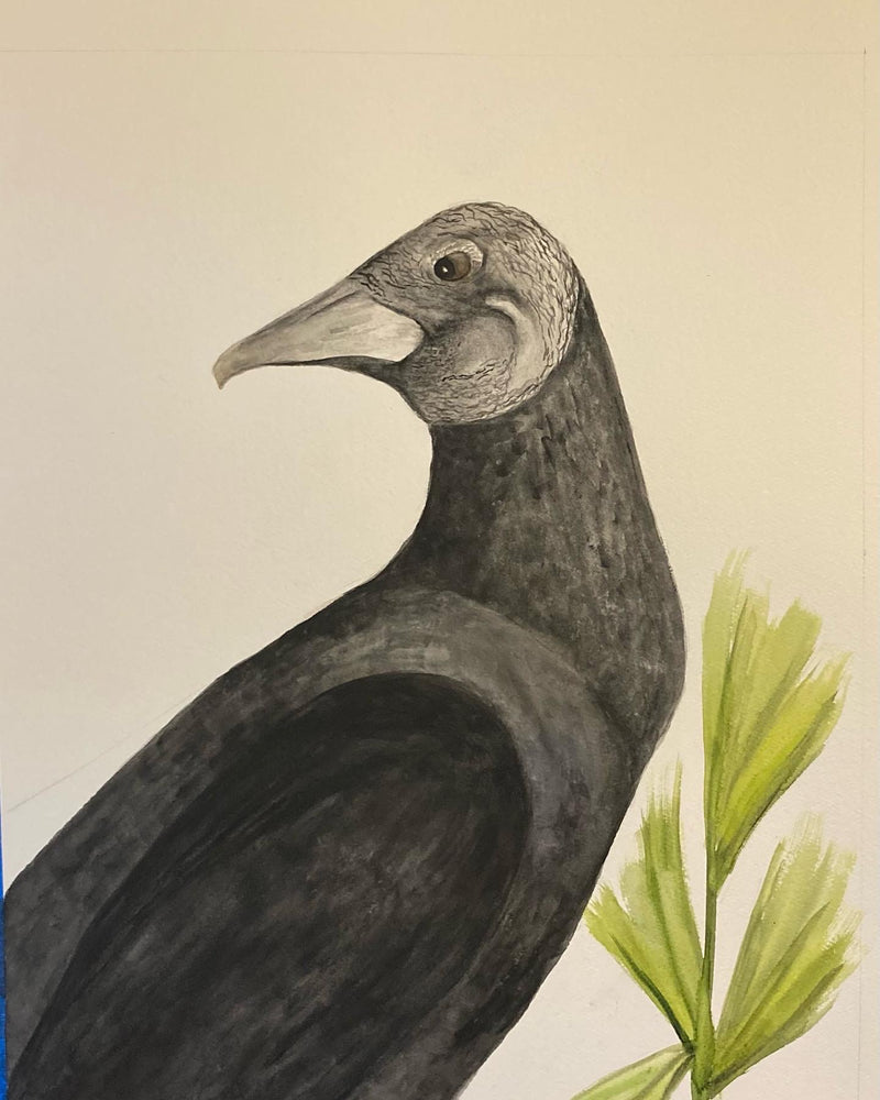 Florida Black Vulture