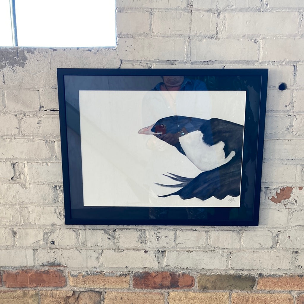 Ancient Murrelet, 25x19
